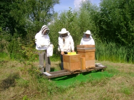 Bijenhouden een mooie hobby